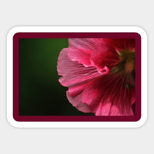 Hollyhock 3 Sticker by michaelasamples